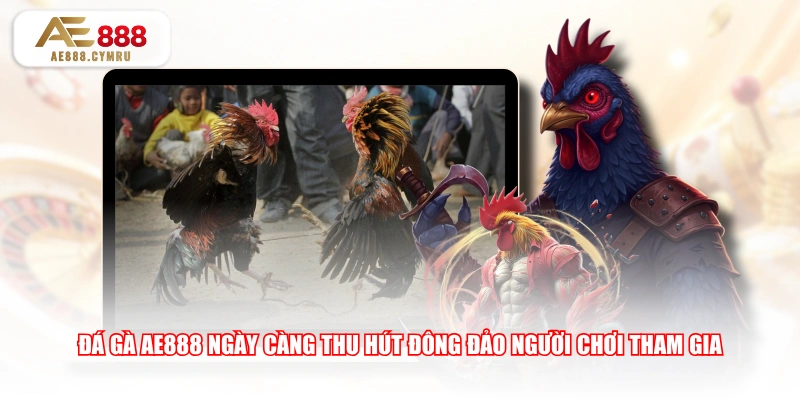 Đá Gà AE888 ngày càng thu hút đông đảo người chơi tham gia