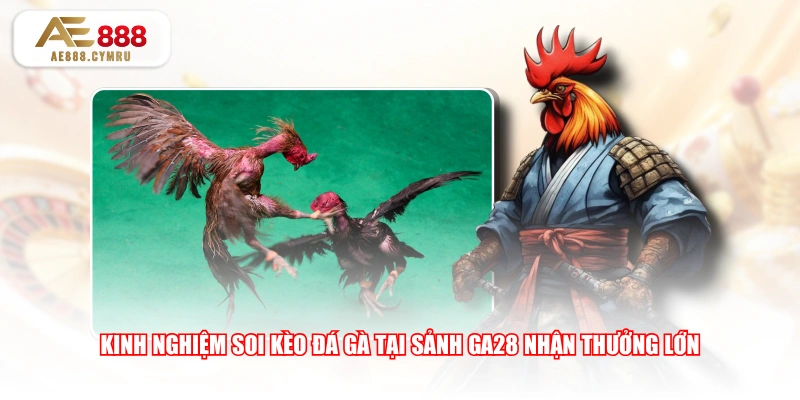 Kinh nghiệm soi kèo đá gà tại sảnh GA28 nhận thưởng lớn