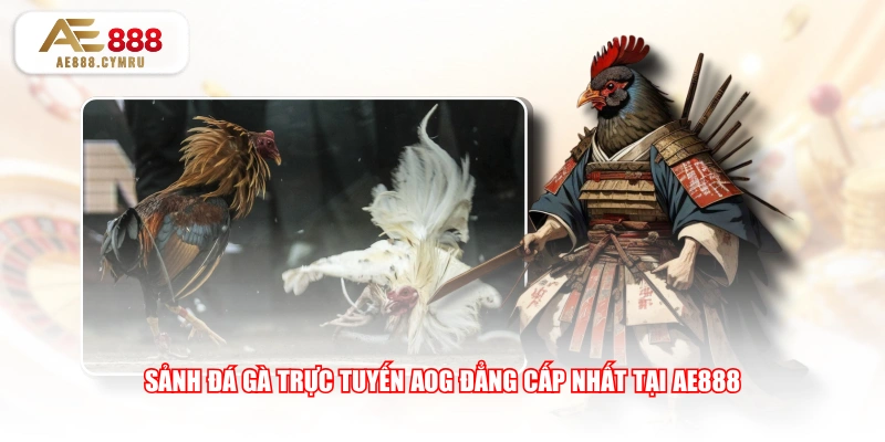 Sảnh đá gà trực tuyến AOG đẳng cấp nhất tại AE888